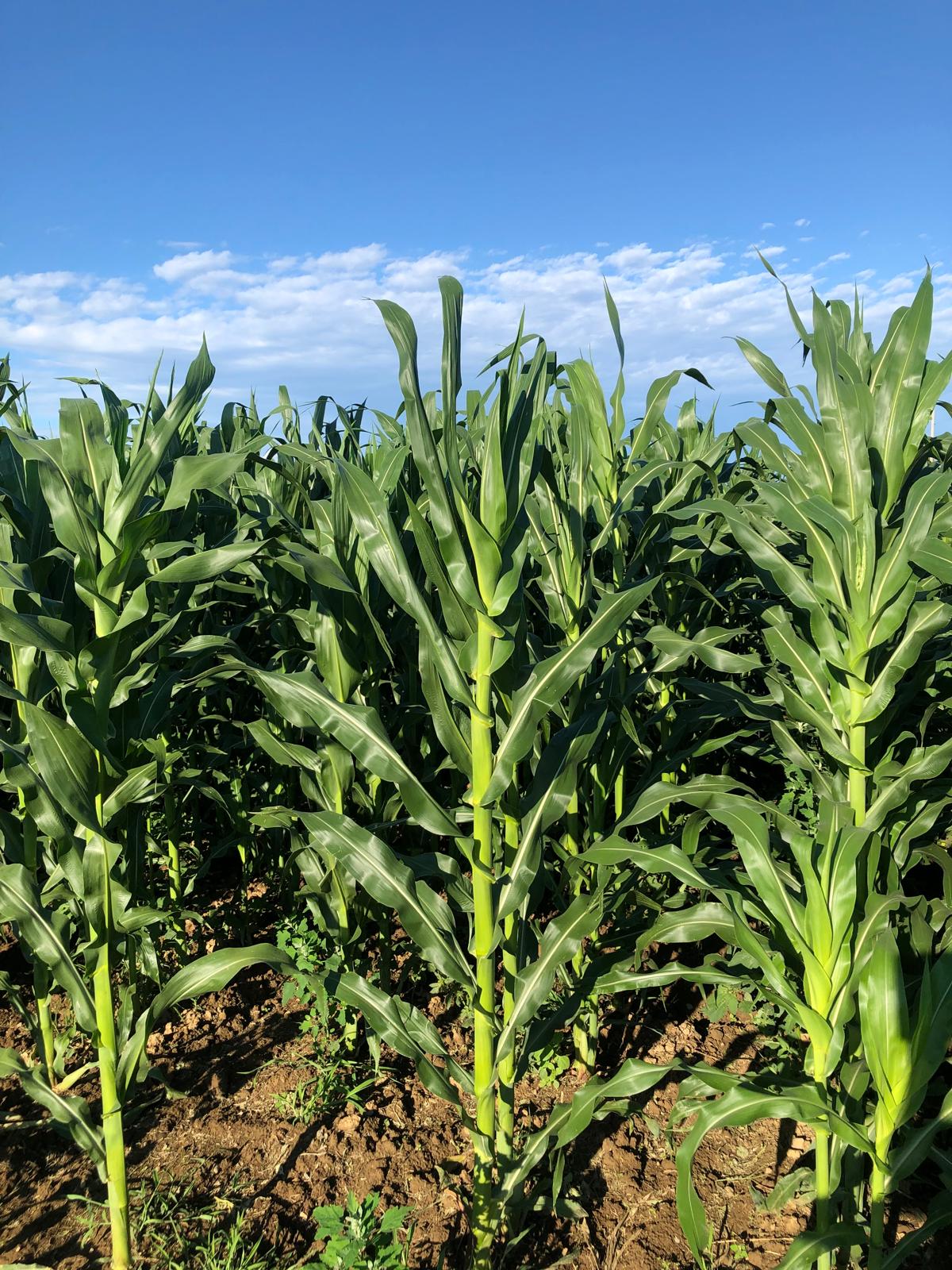 Vibrant sunlit field of healthy green corn plants under bright blue sky