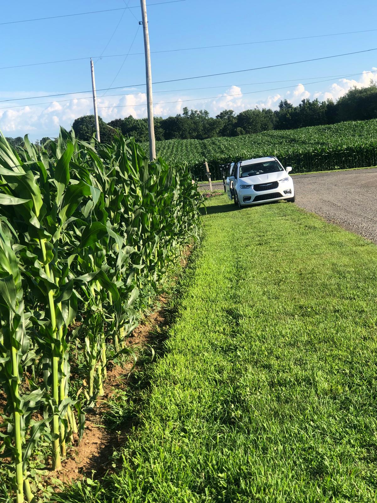 Farm image 2