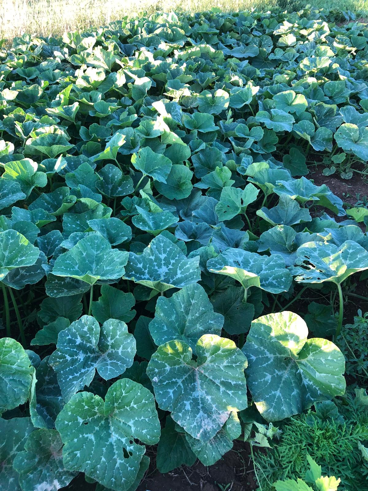 Farm image 3