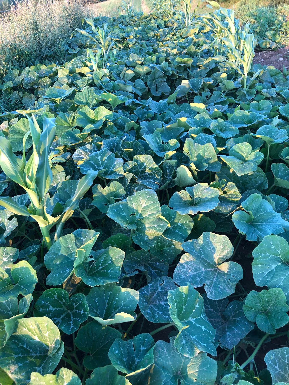 Farm image 5