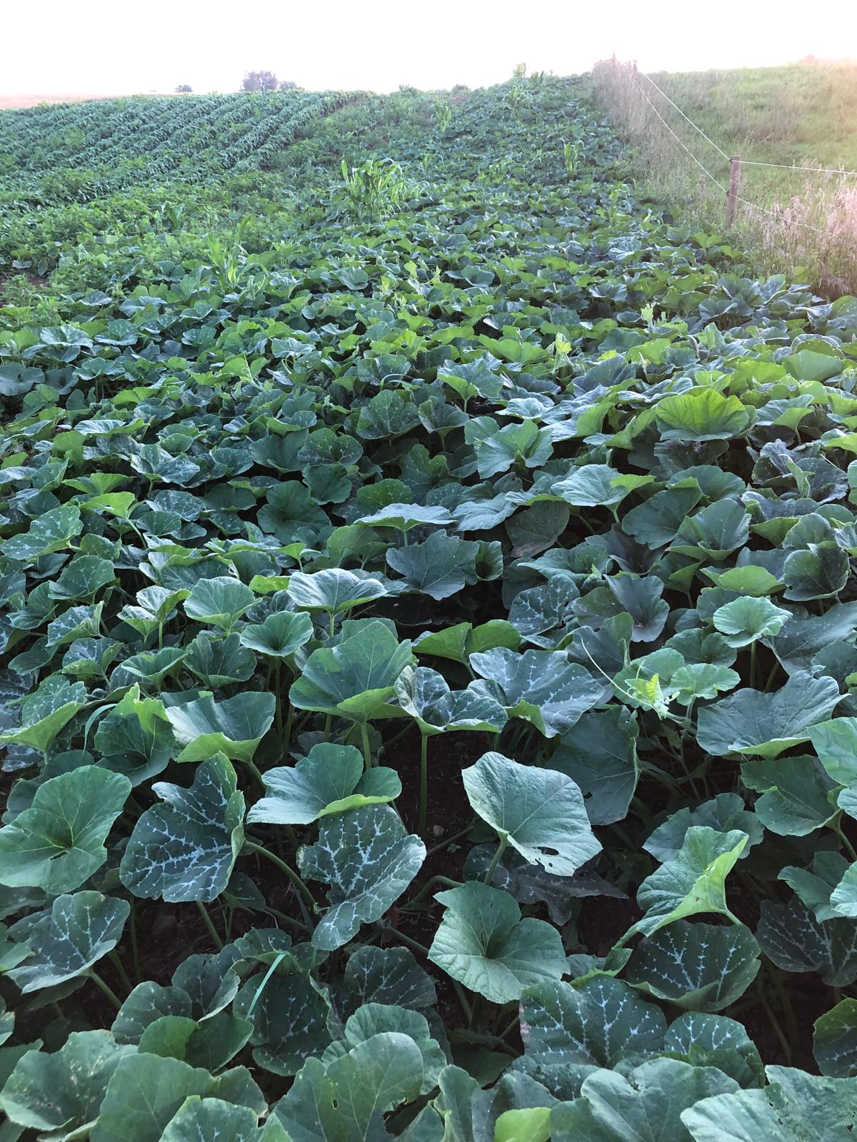Farm image 6