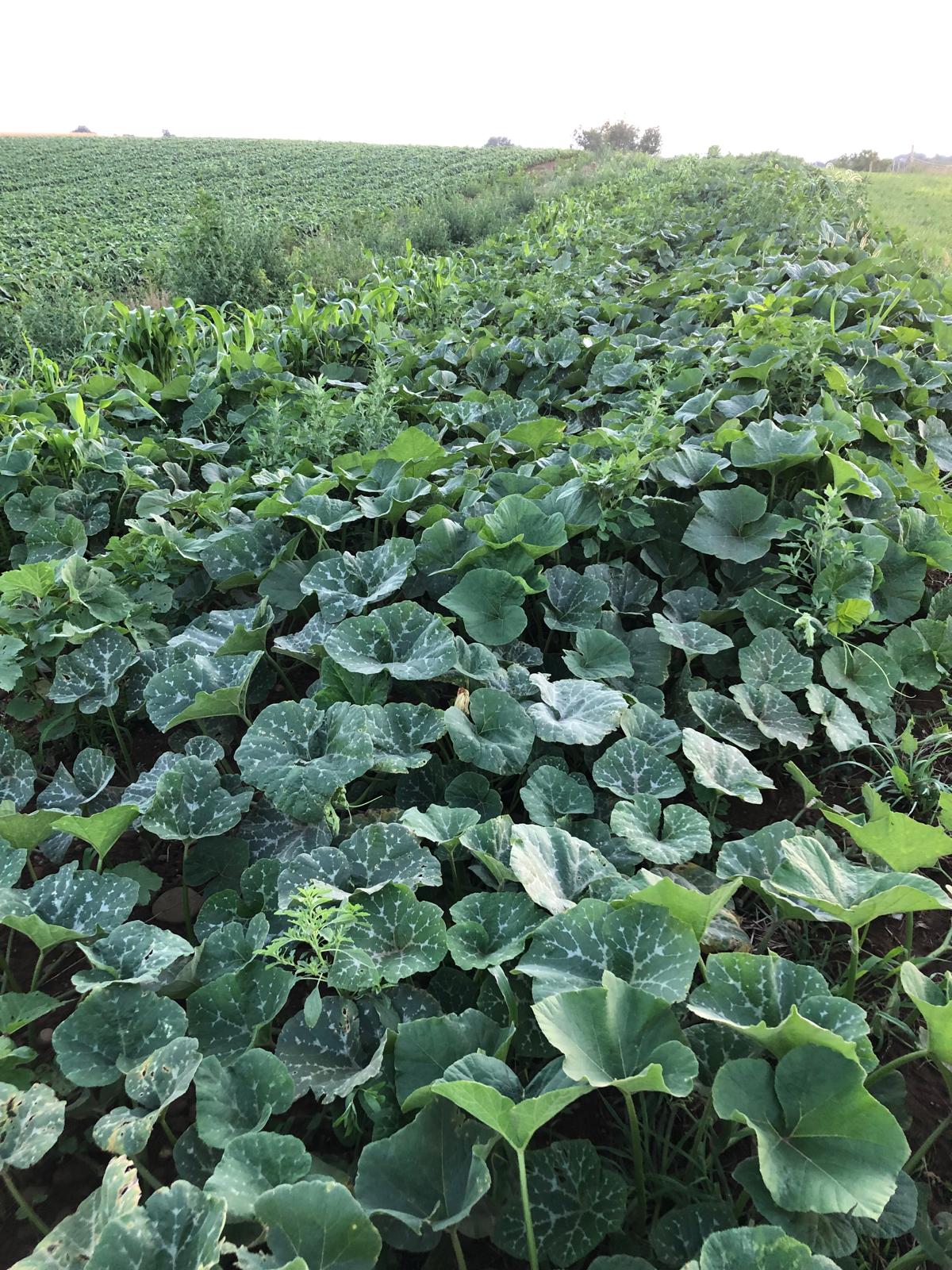 Farm image 7