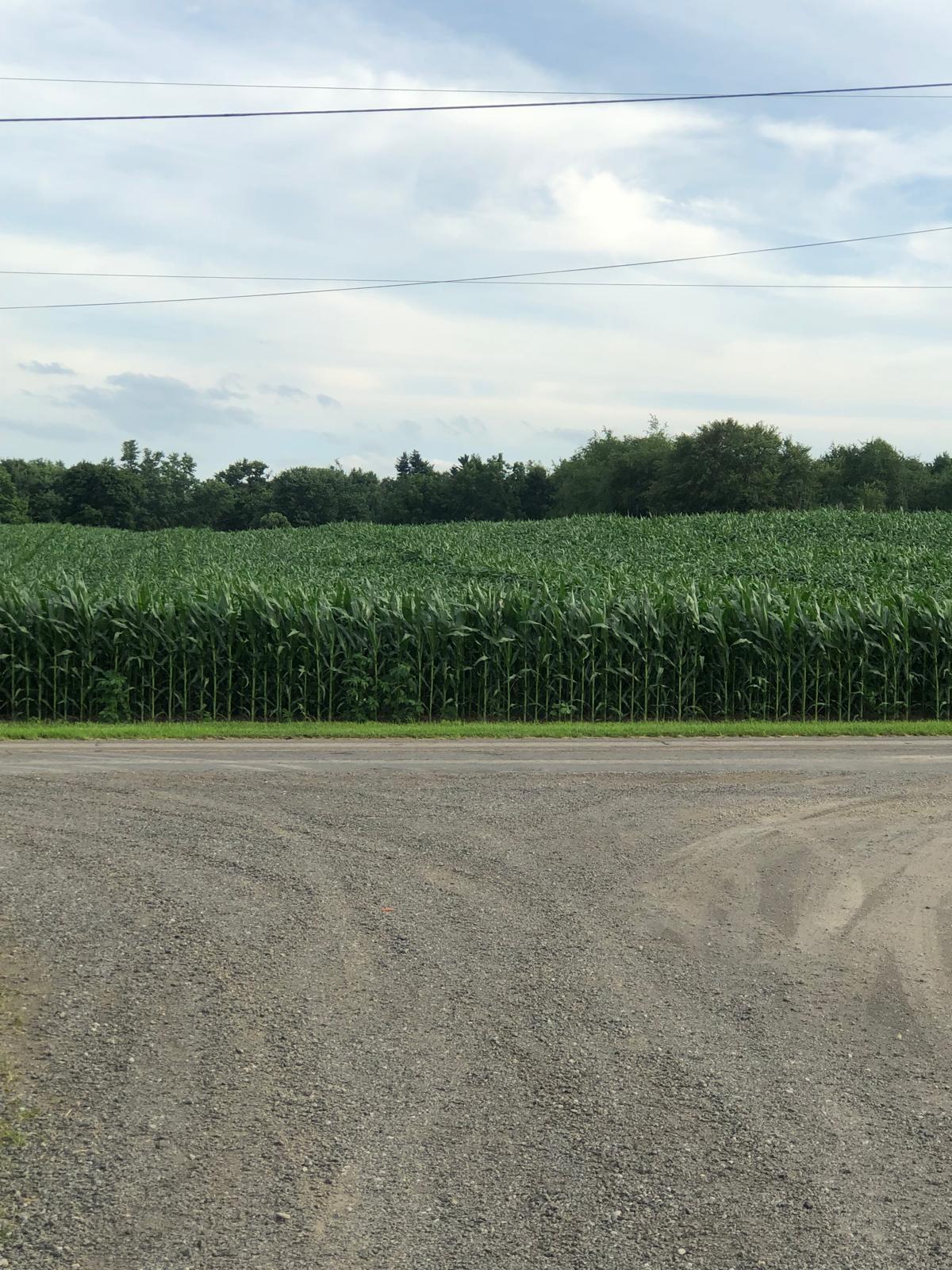 Farm image 8