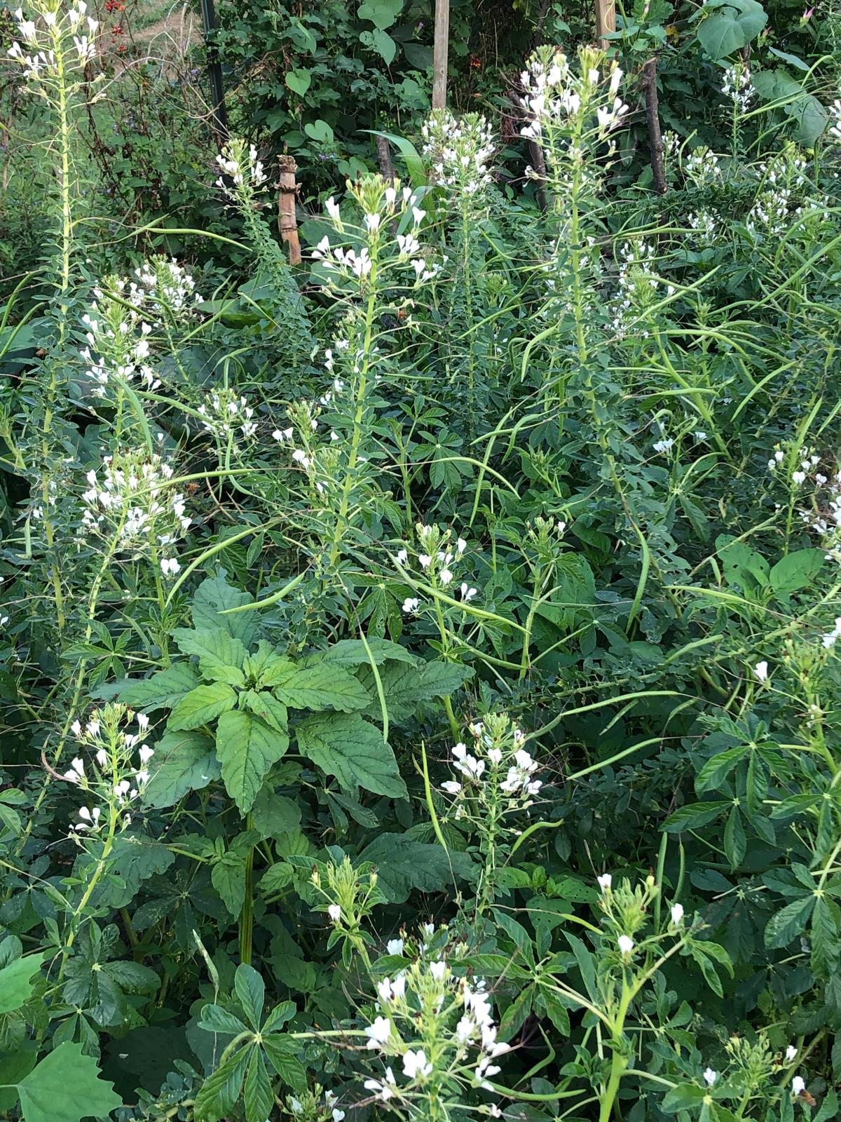 Farm image 9