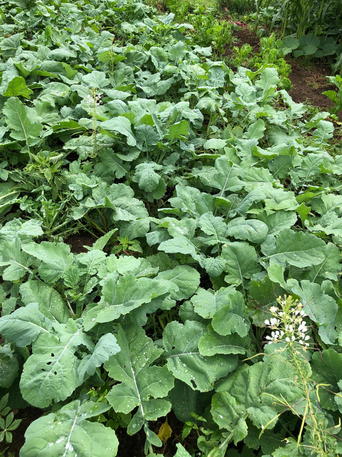 Farm image 10