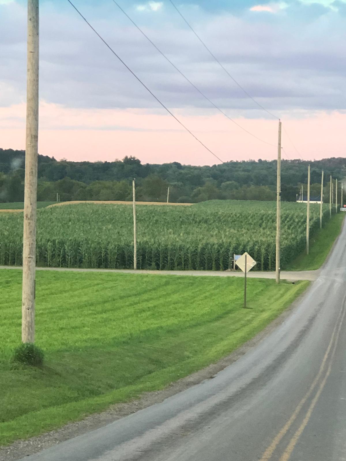 Farm image 11