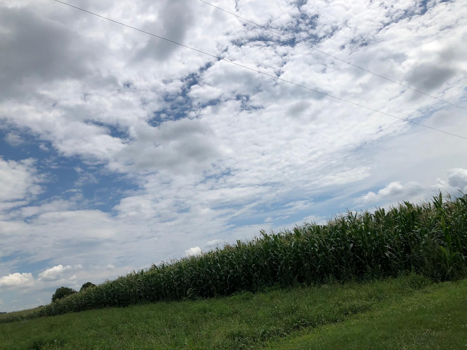 Farm image 12