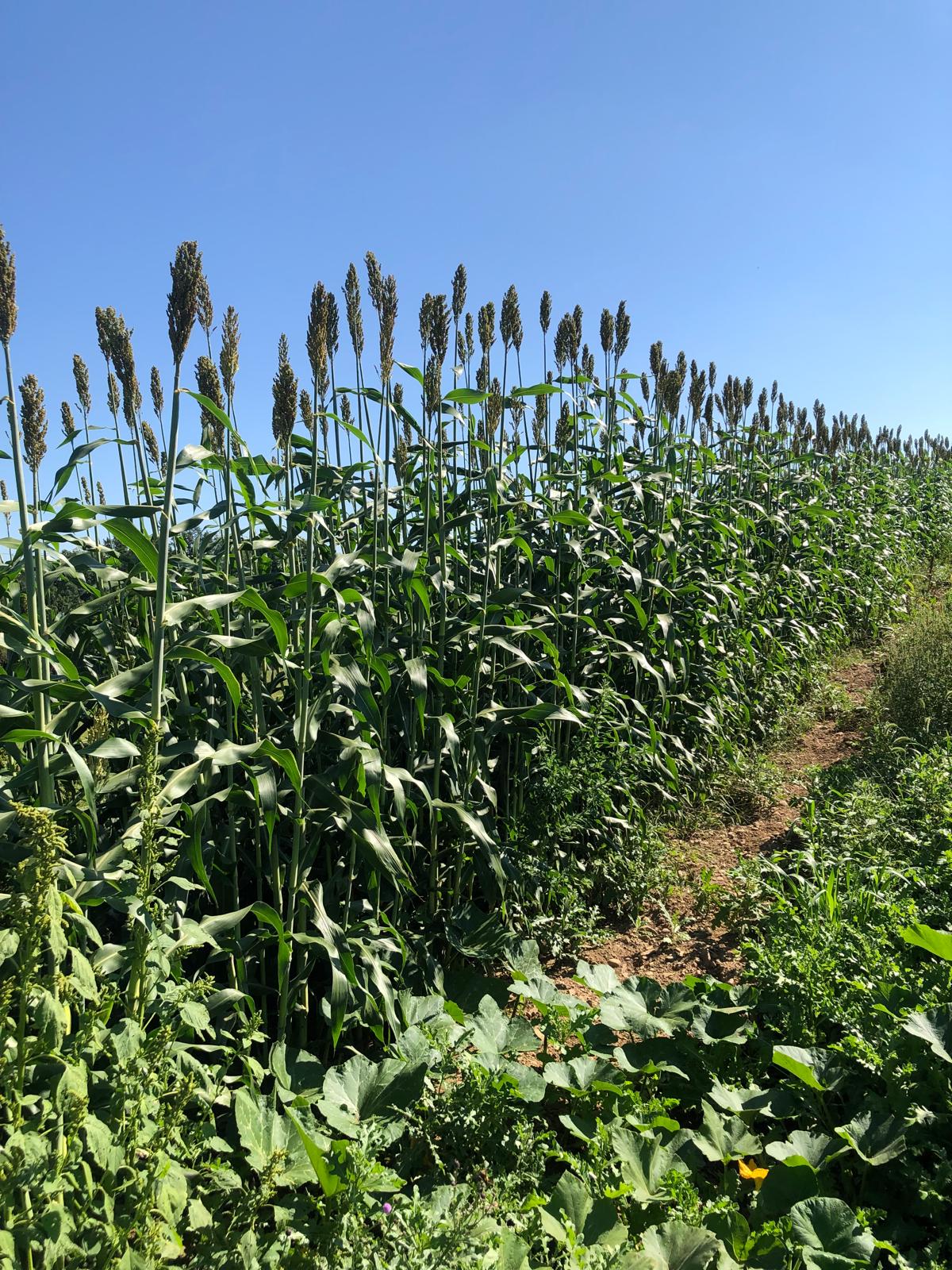 Farm image 15