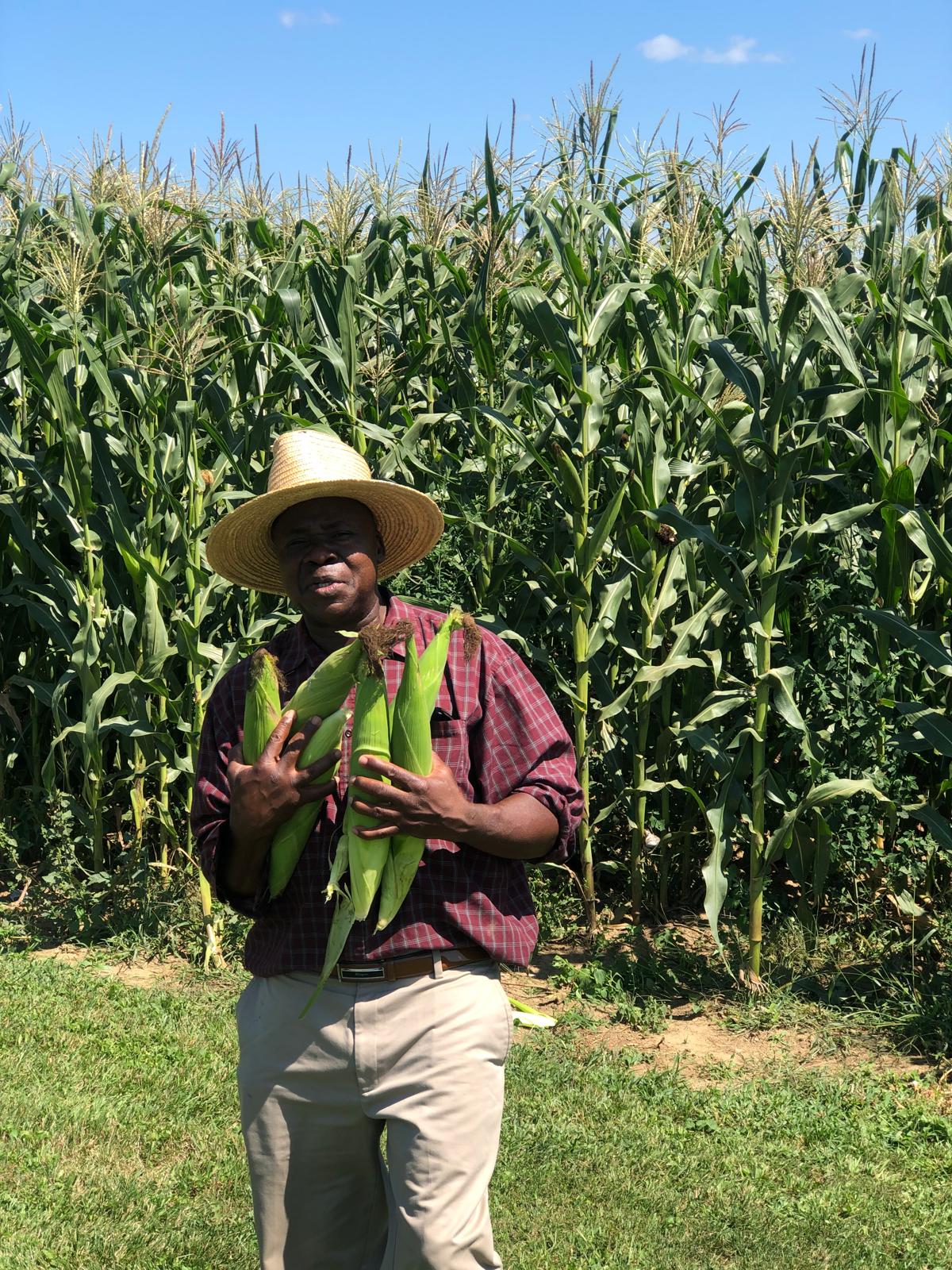 Dr. Moses Rumano harvesting organic vegetables on his farm