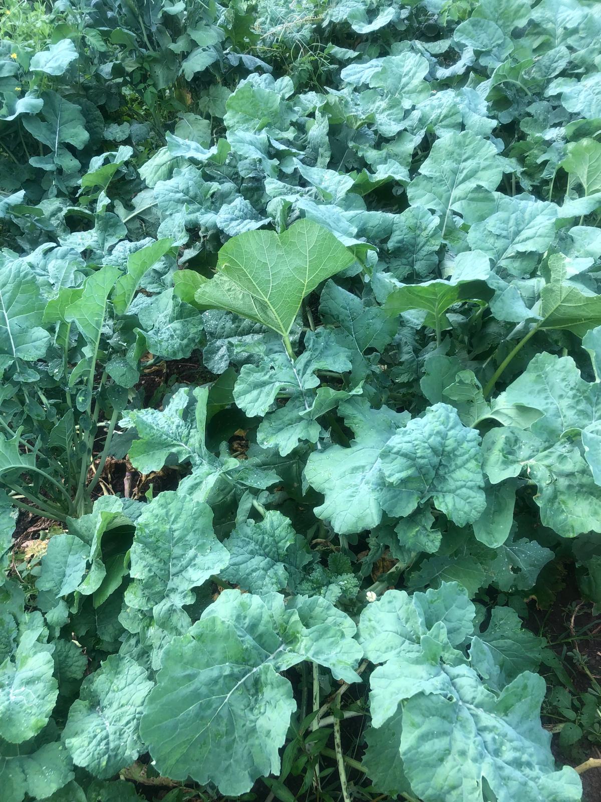 Farm image 16