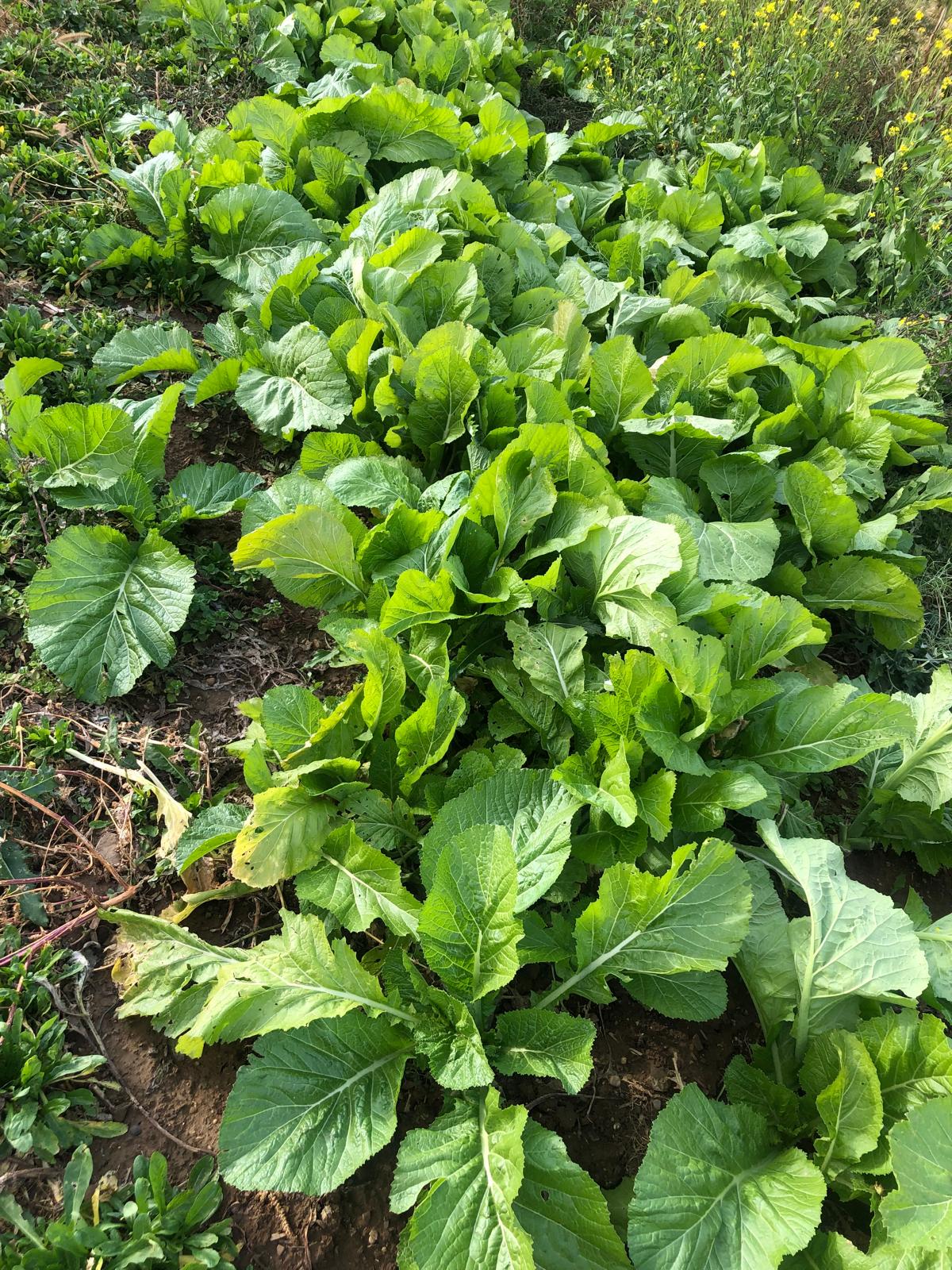 Farm image 17
