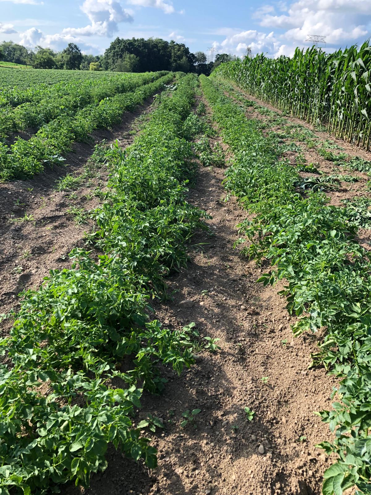 Farm image 19