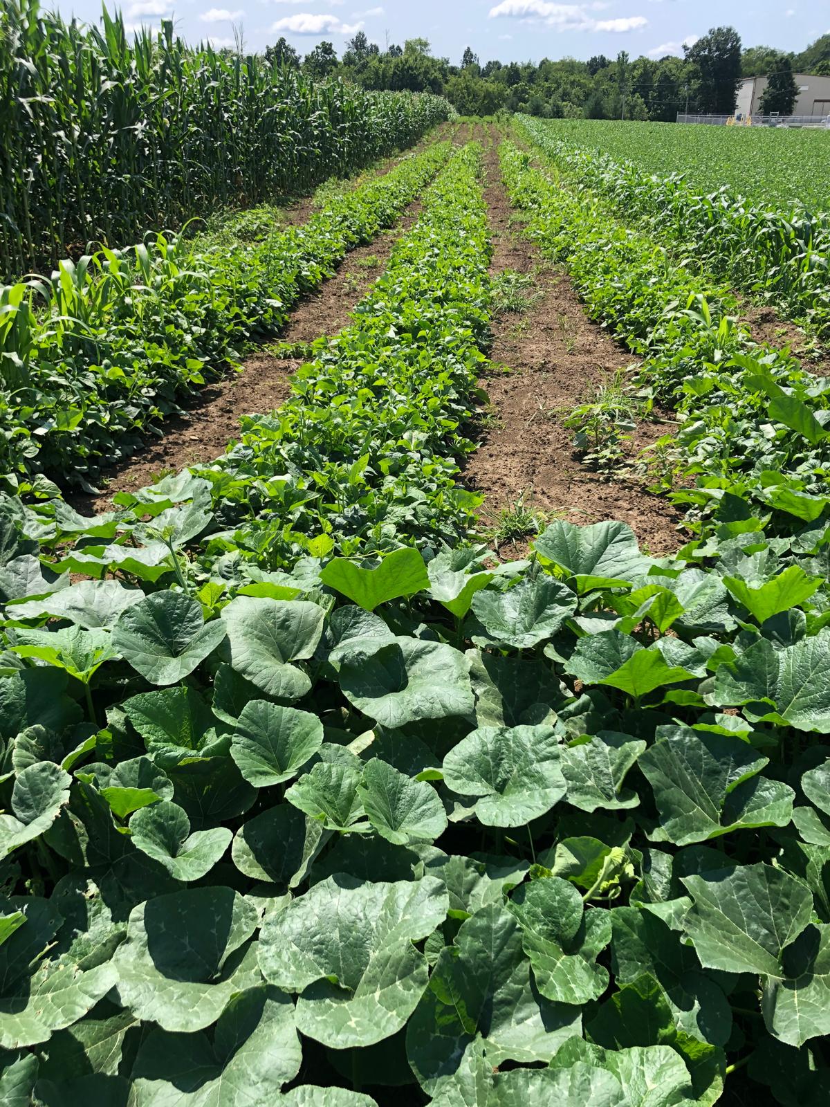 Diverse farming landscape with organized crop sections and vibrant green foliage