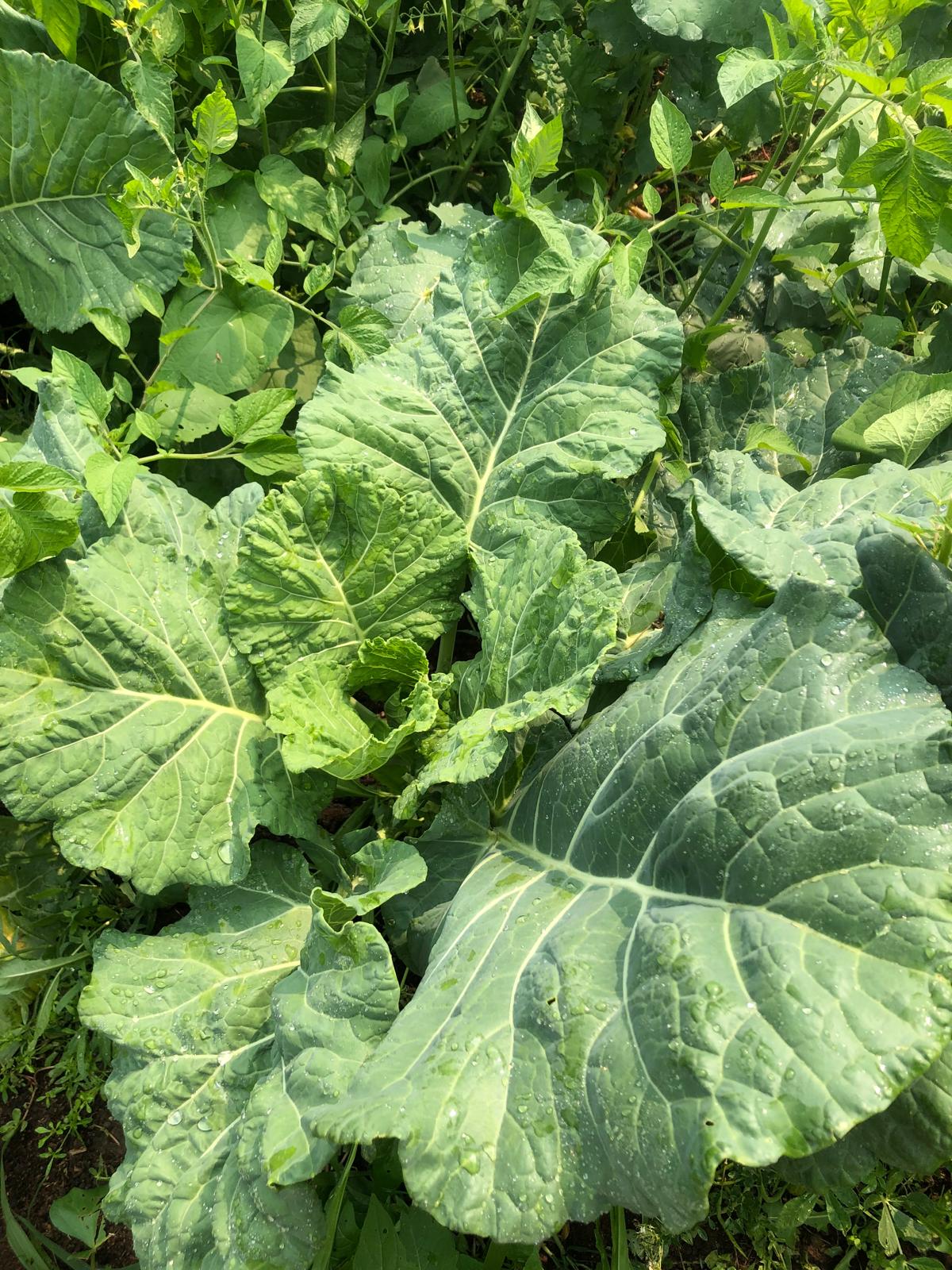 Farm image 23