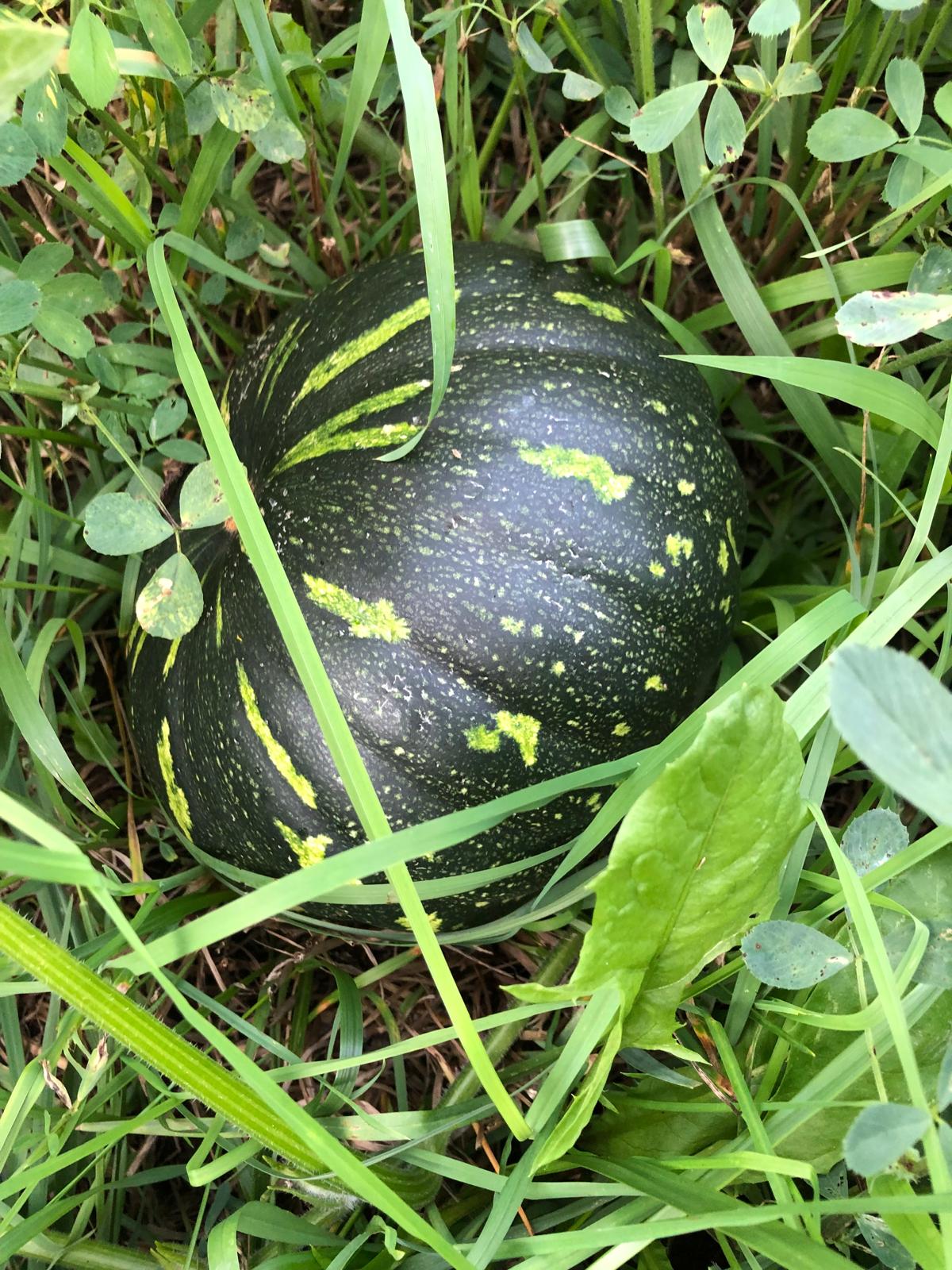 Farm image 24