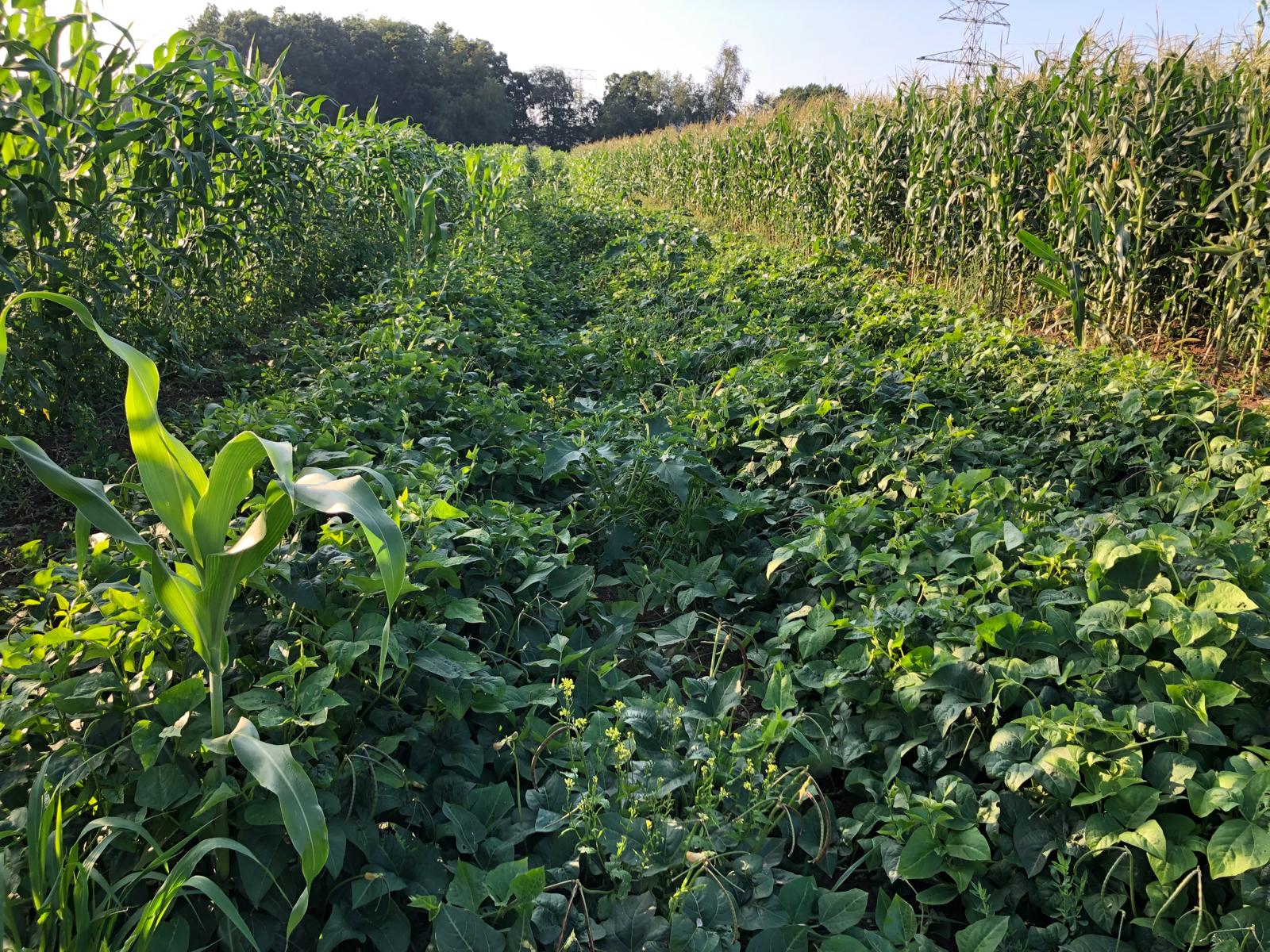 Farm image 25