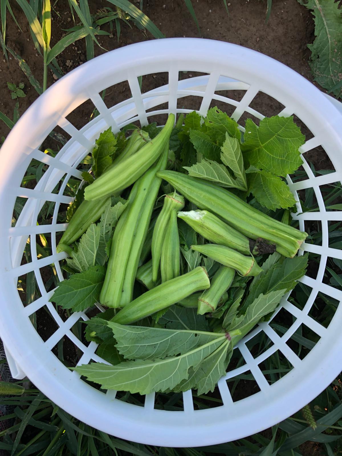Farm image 26