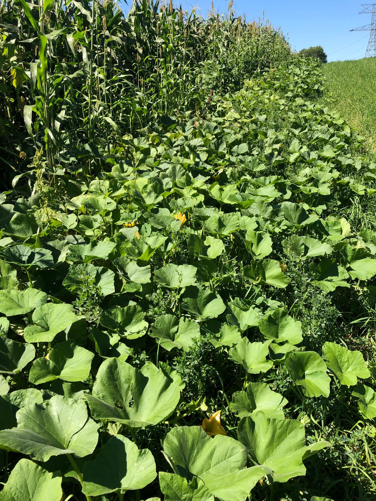 Farm image 27