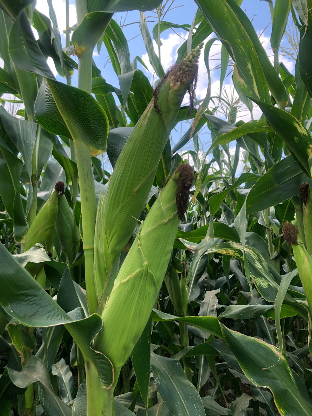 Farm image 29