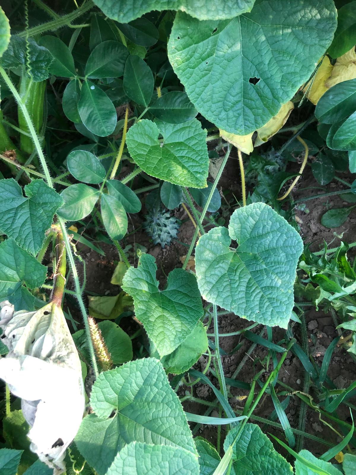 Farm image 30