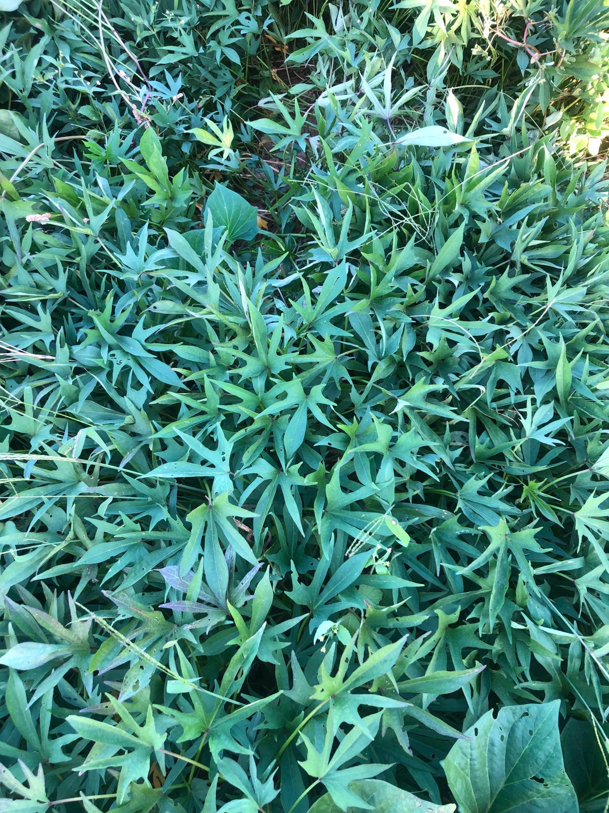 Farm image 31