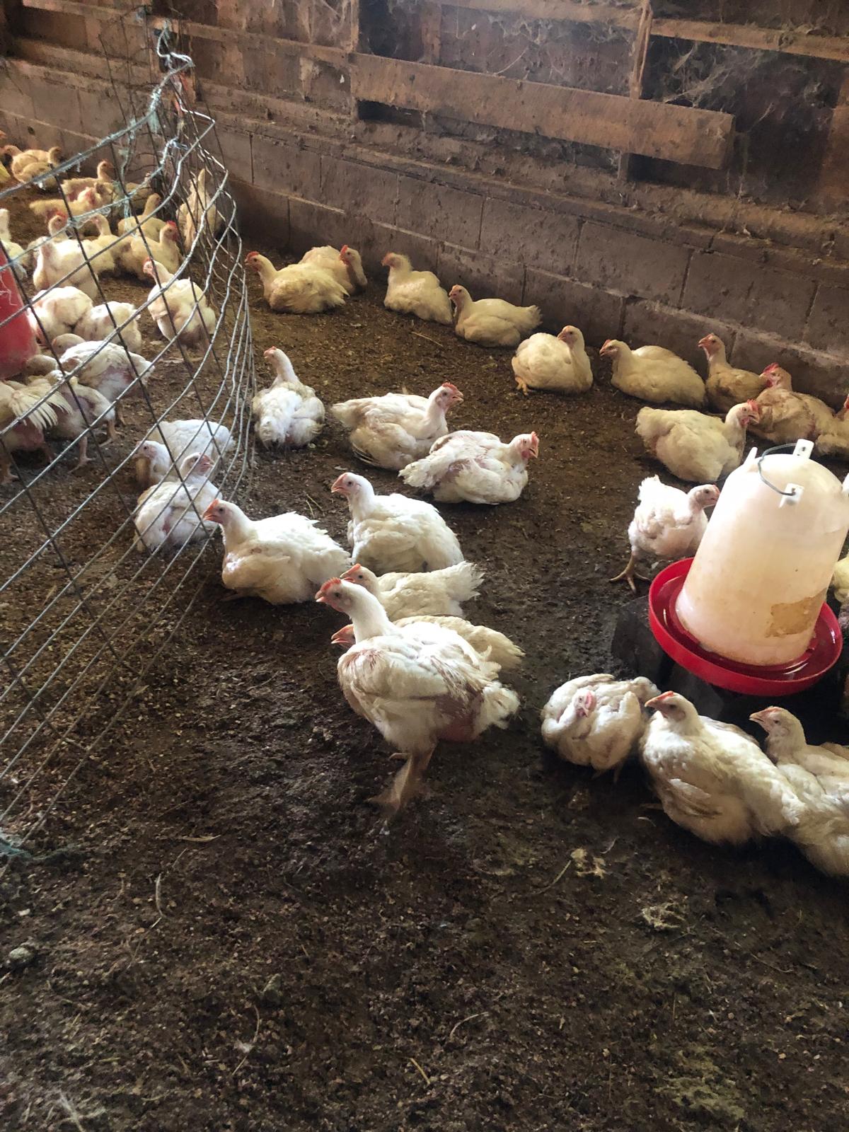 Farm image 32