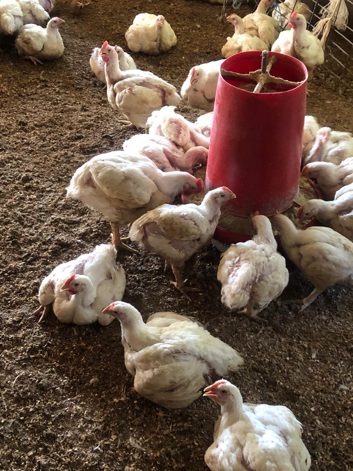 Farm image 33