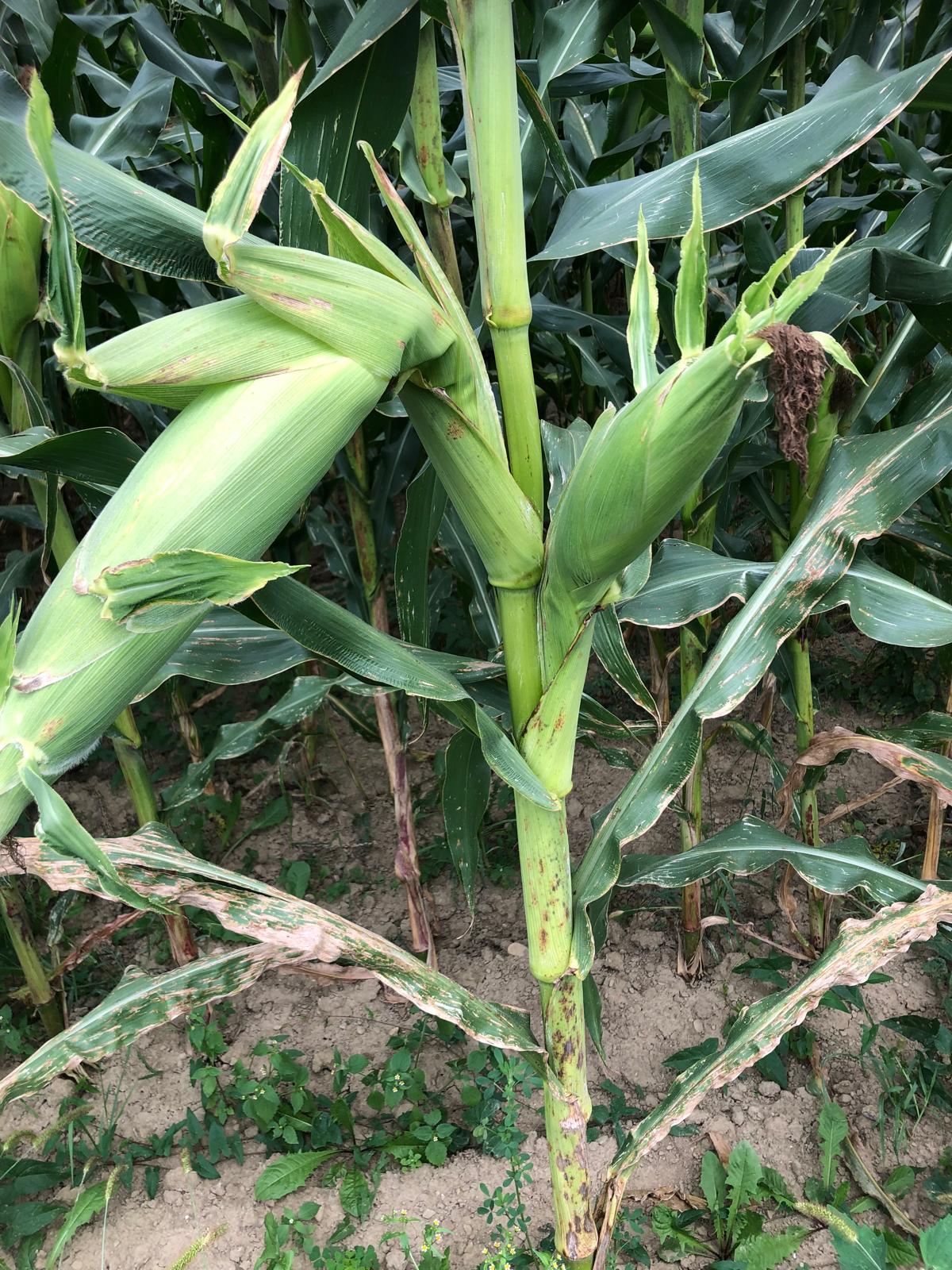 Farm image 34
