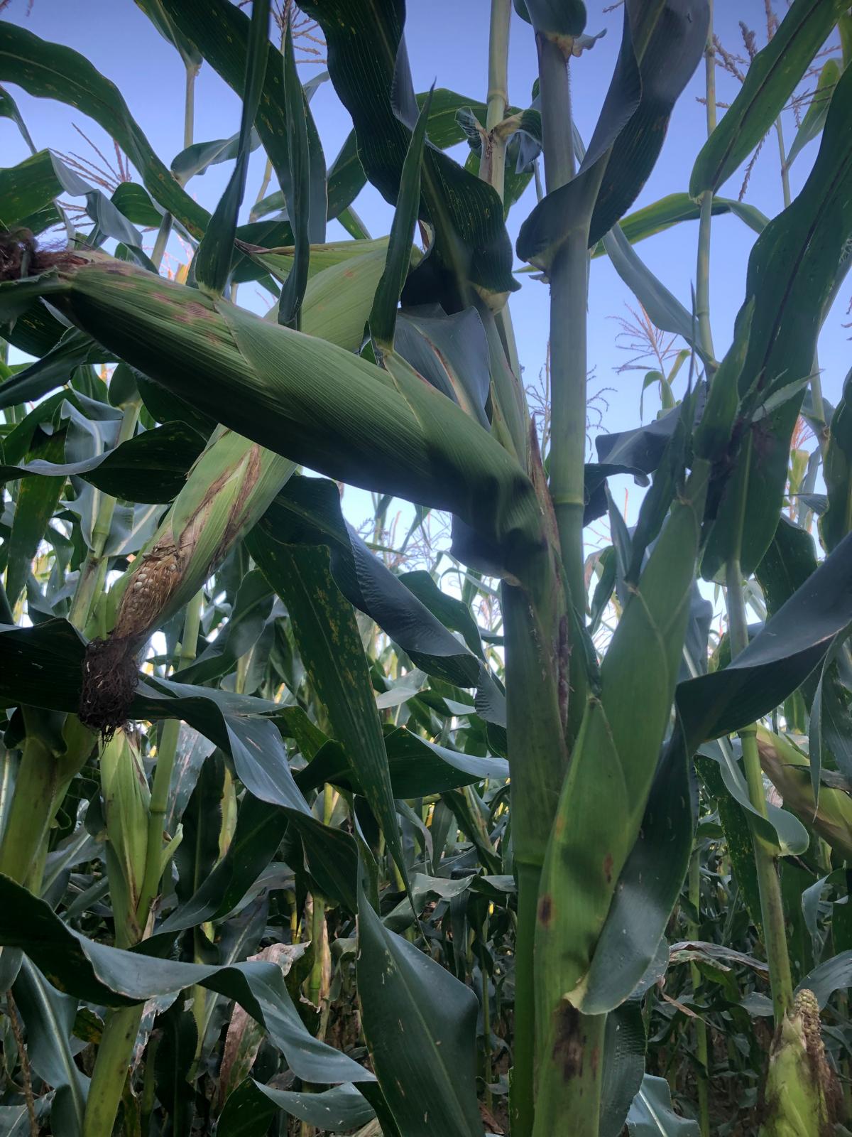 Farm image 35
