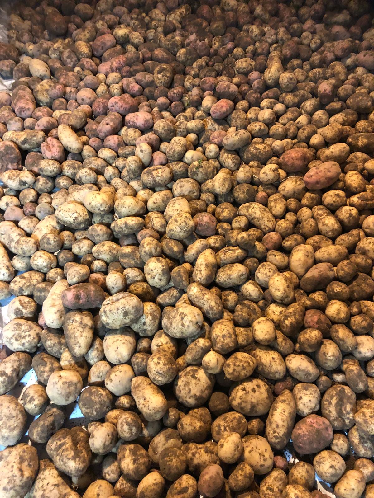 Farm image 38