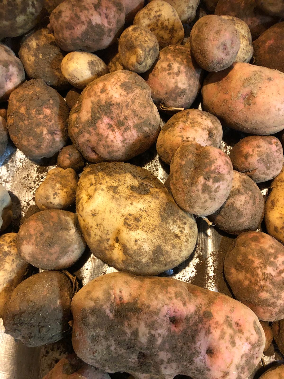 Farm image 39