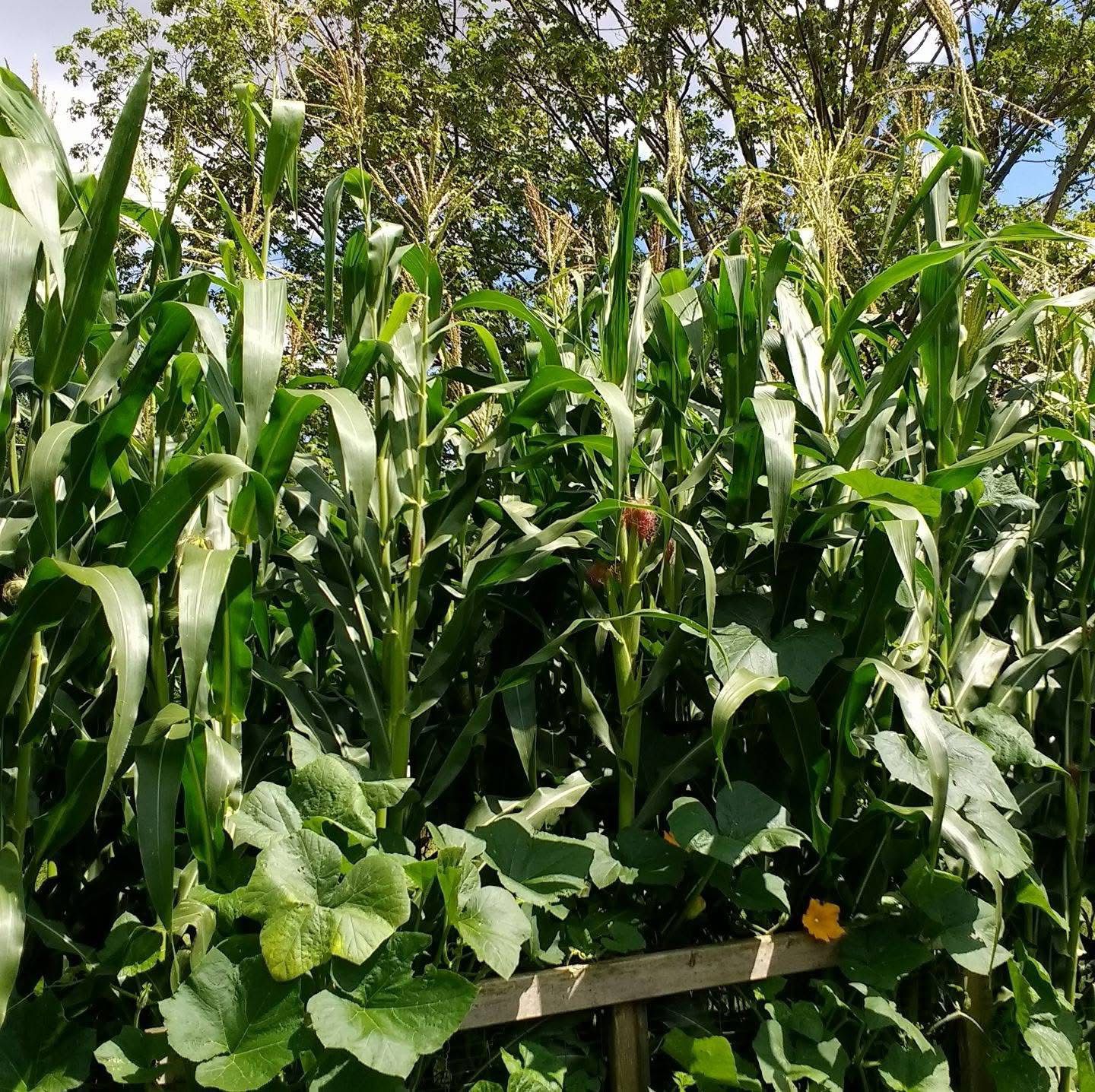 Farm image 52